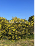 Acacia silvestris