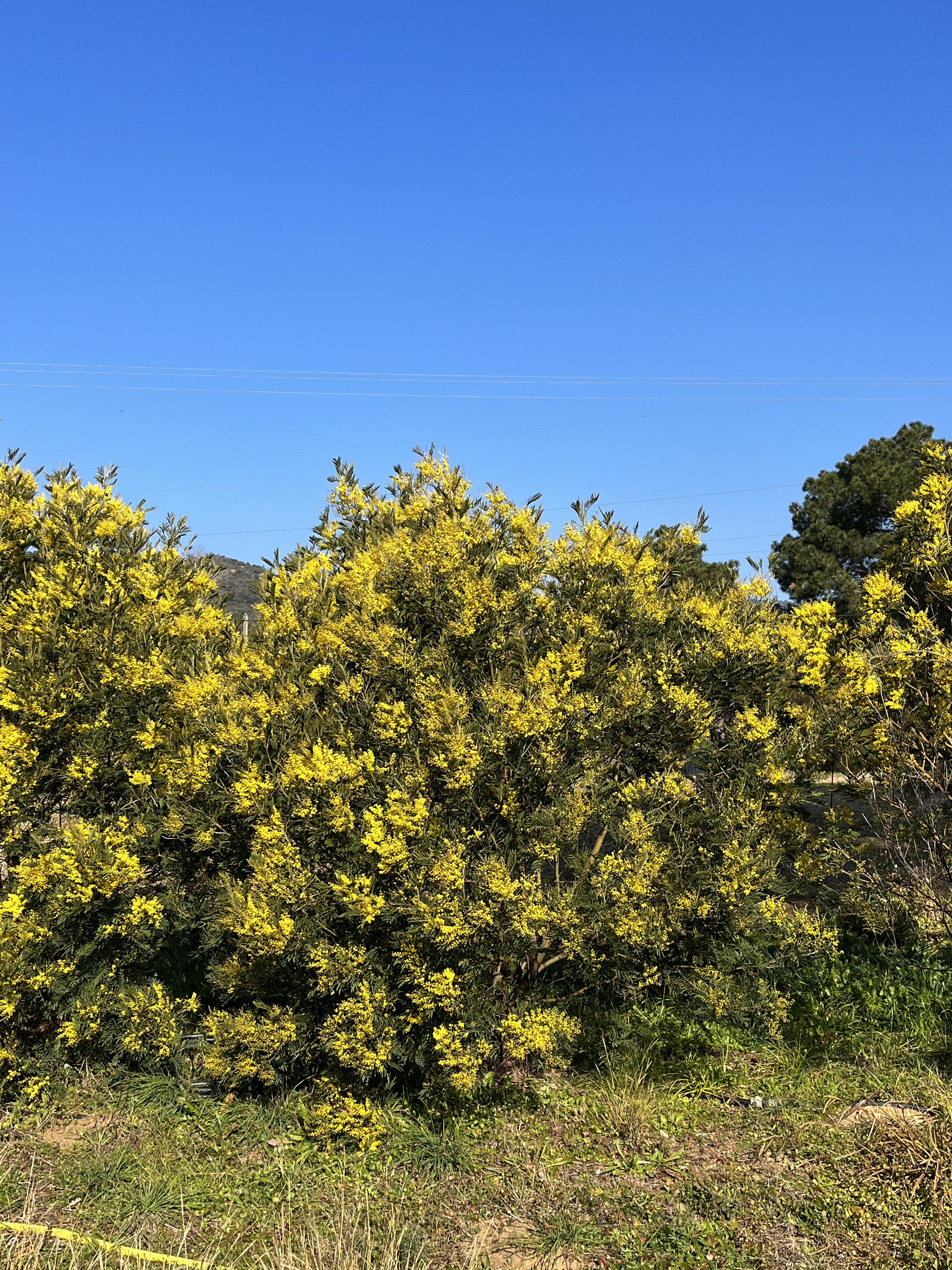 Acacia silvestris