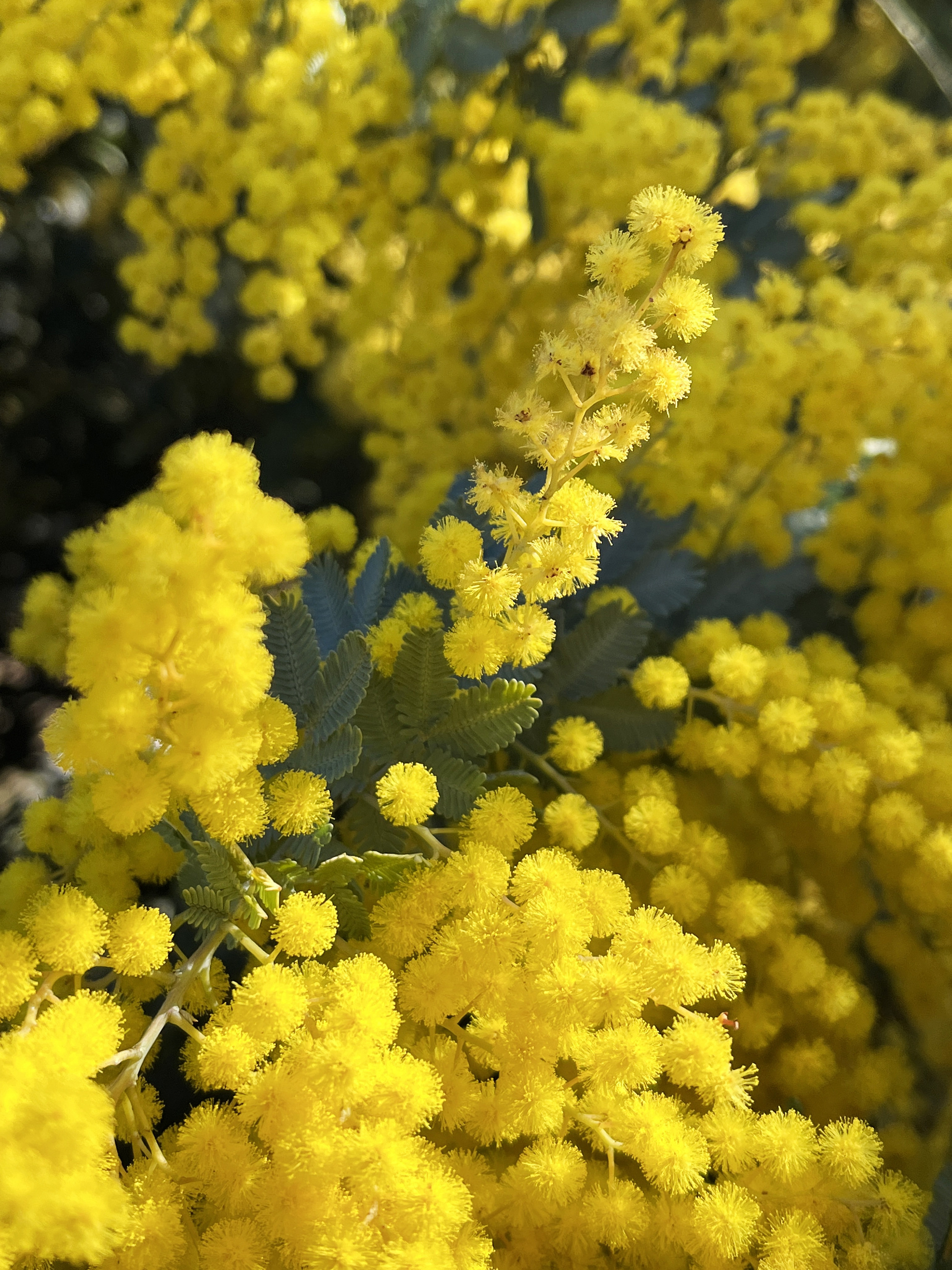 Acacia baileyana var. aurea