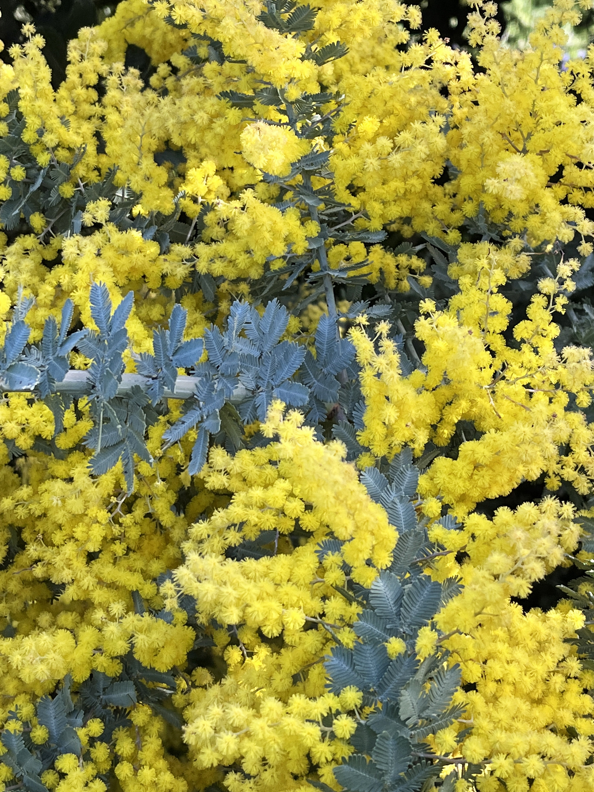 Acacia baileyana var. aurea