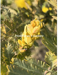 Acacia baileyana var. aurea