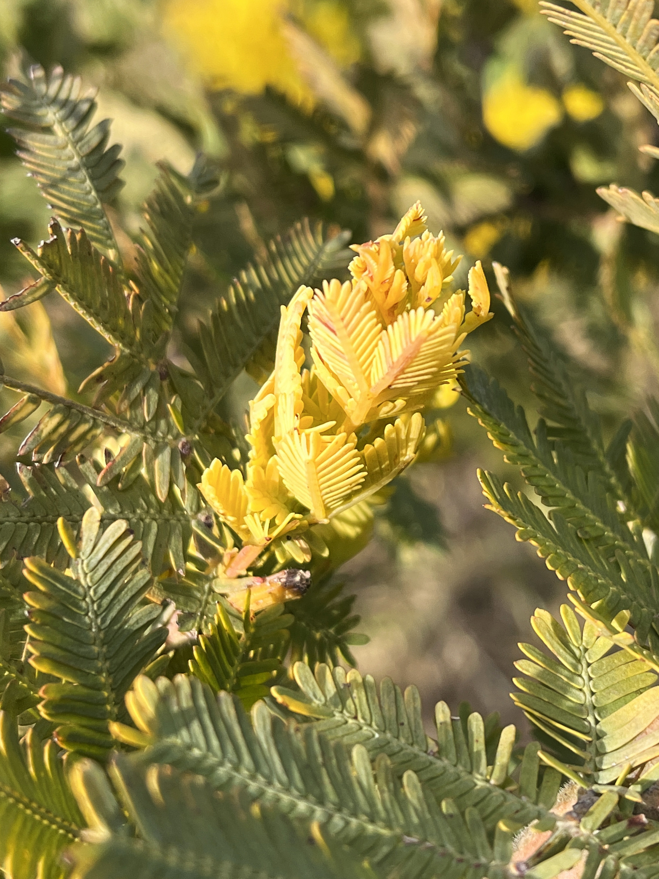 Acacia baileyana var. aurea