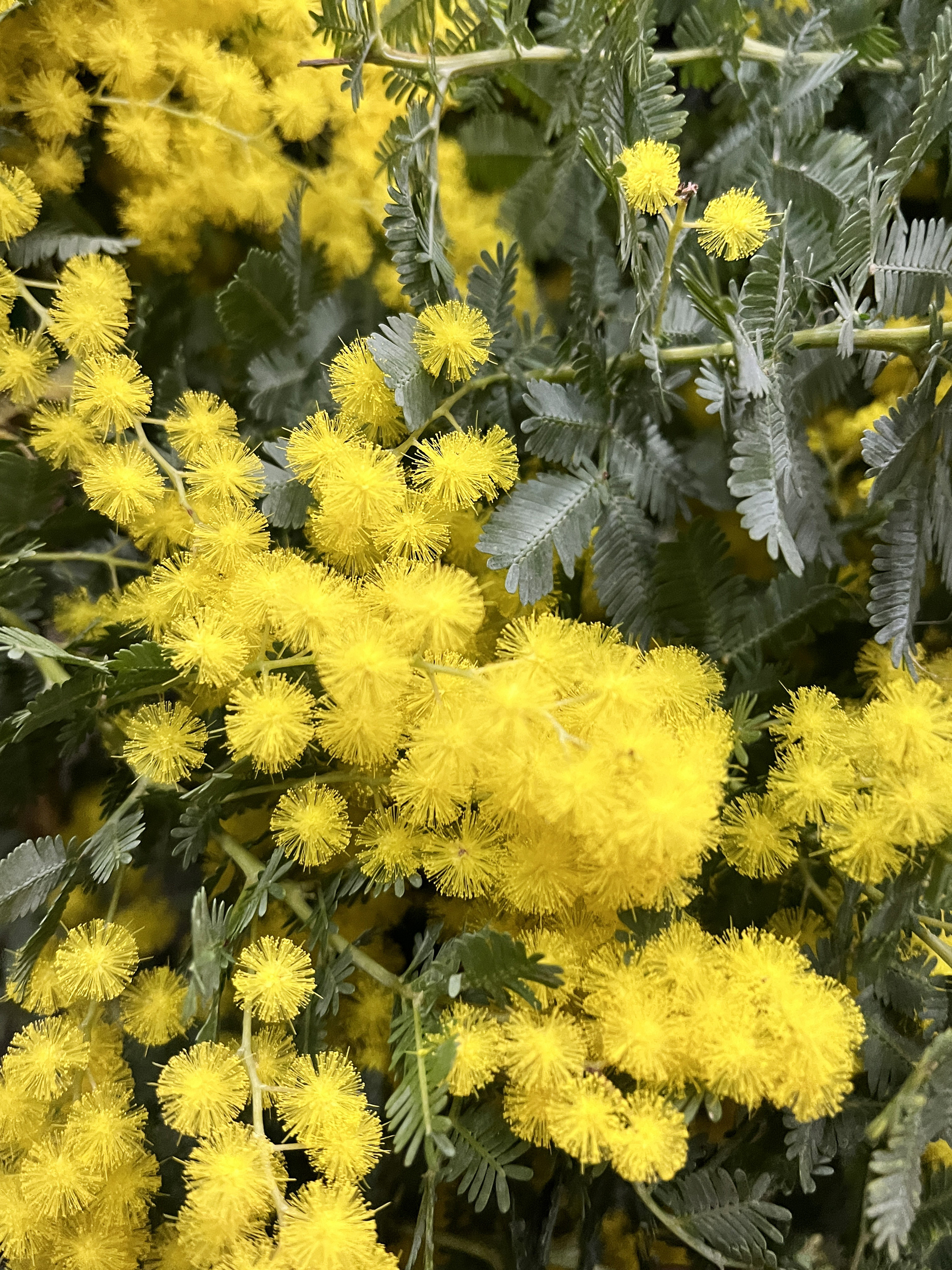 Acacia baileyana