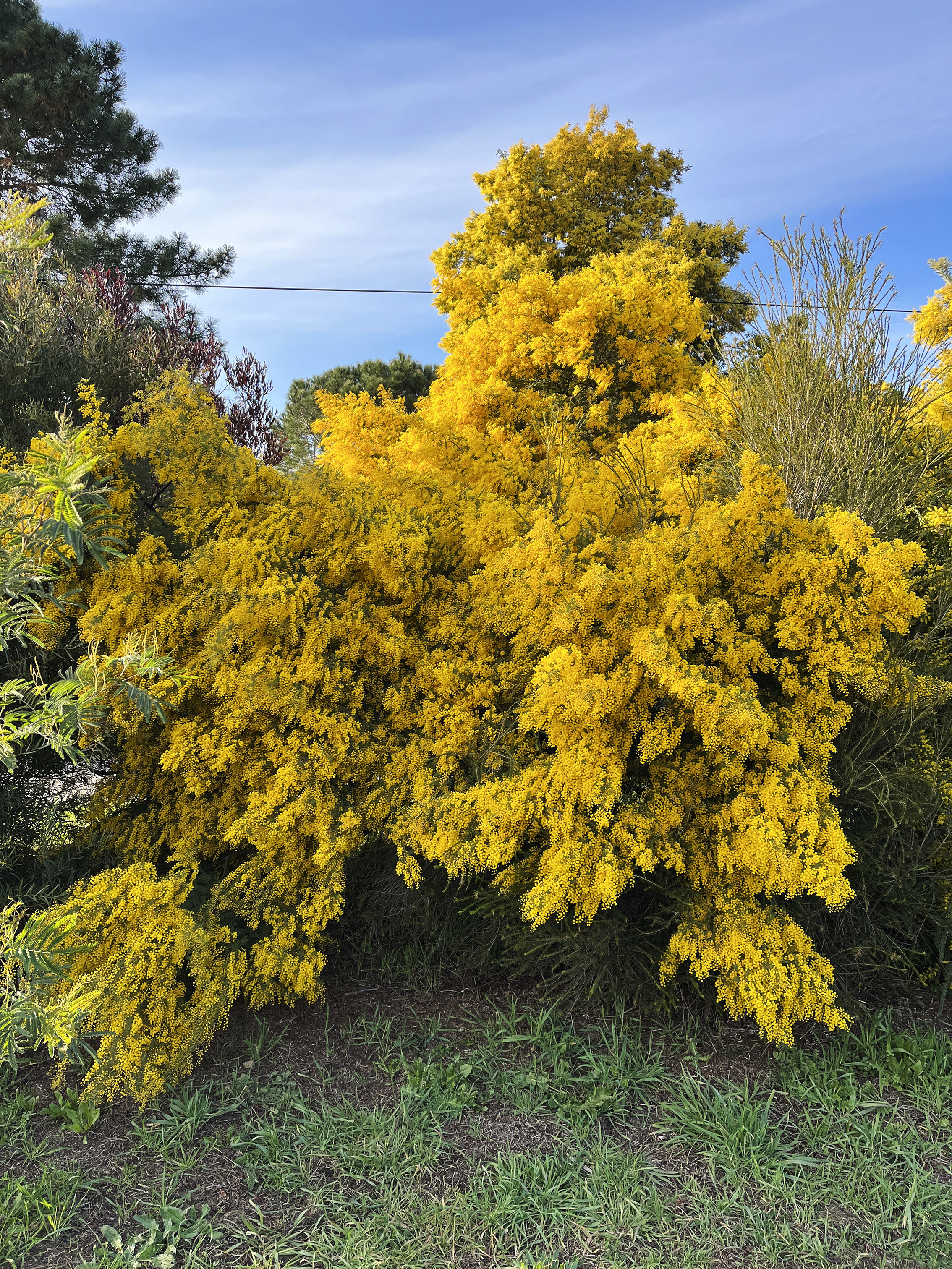 Acacia cardiophylla