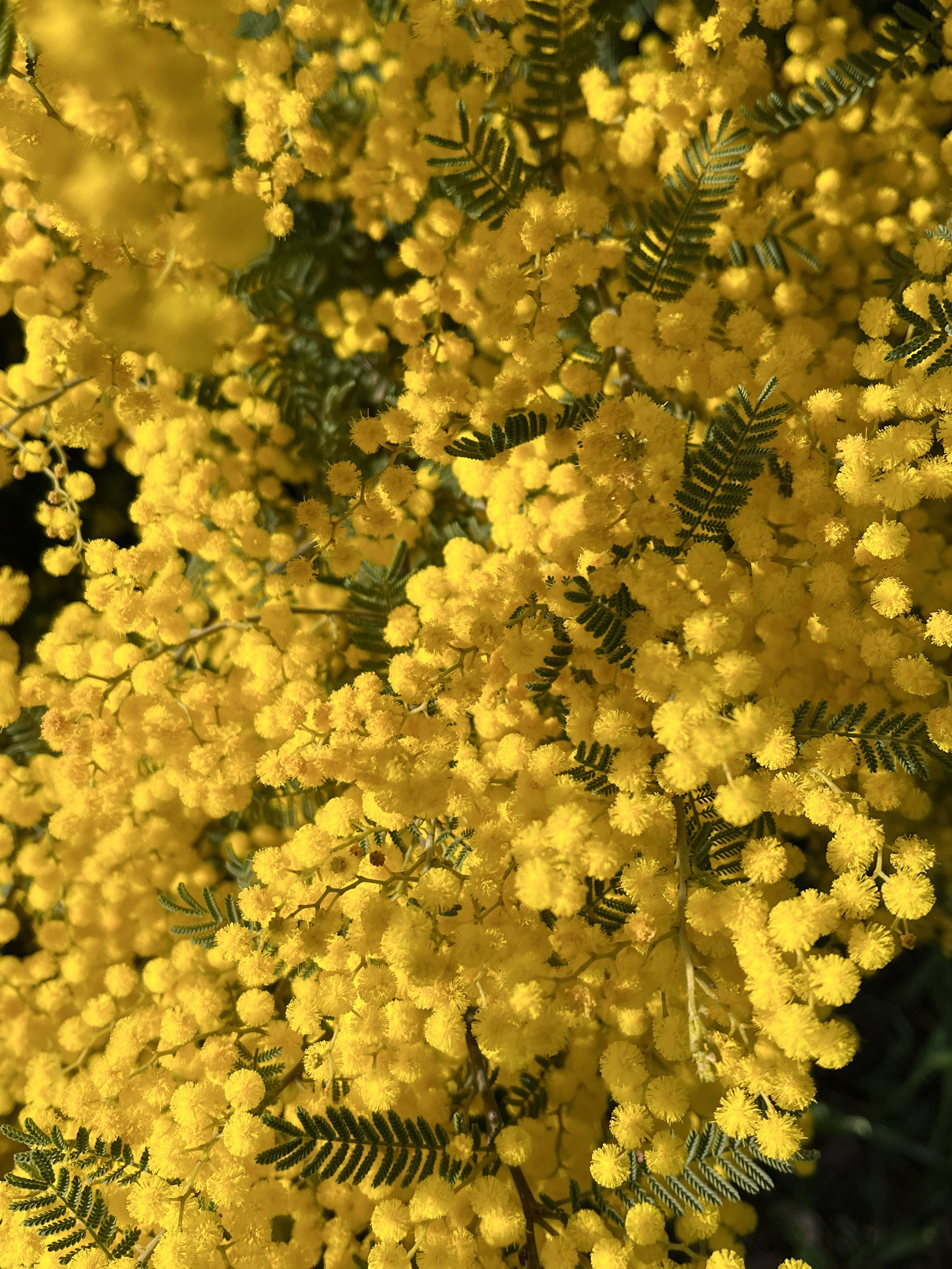 Acacia cardiophylla