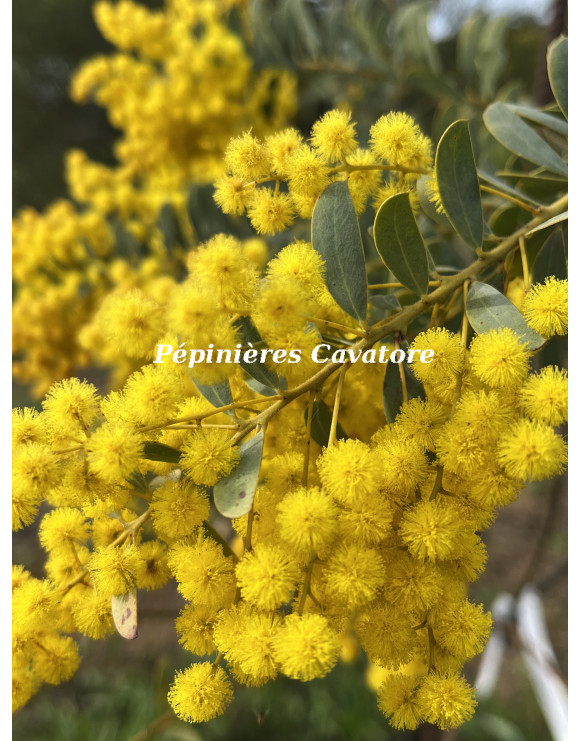 Acacia semilunata