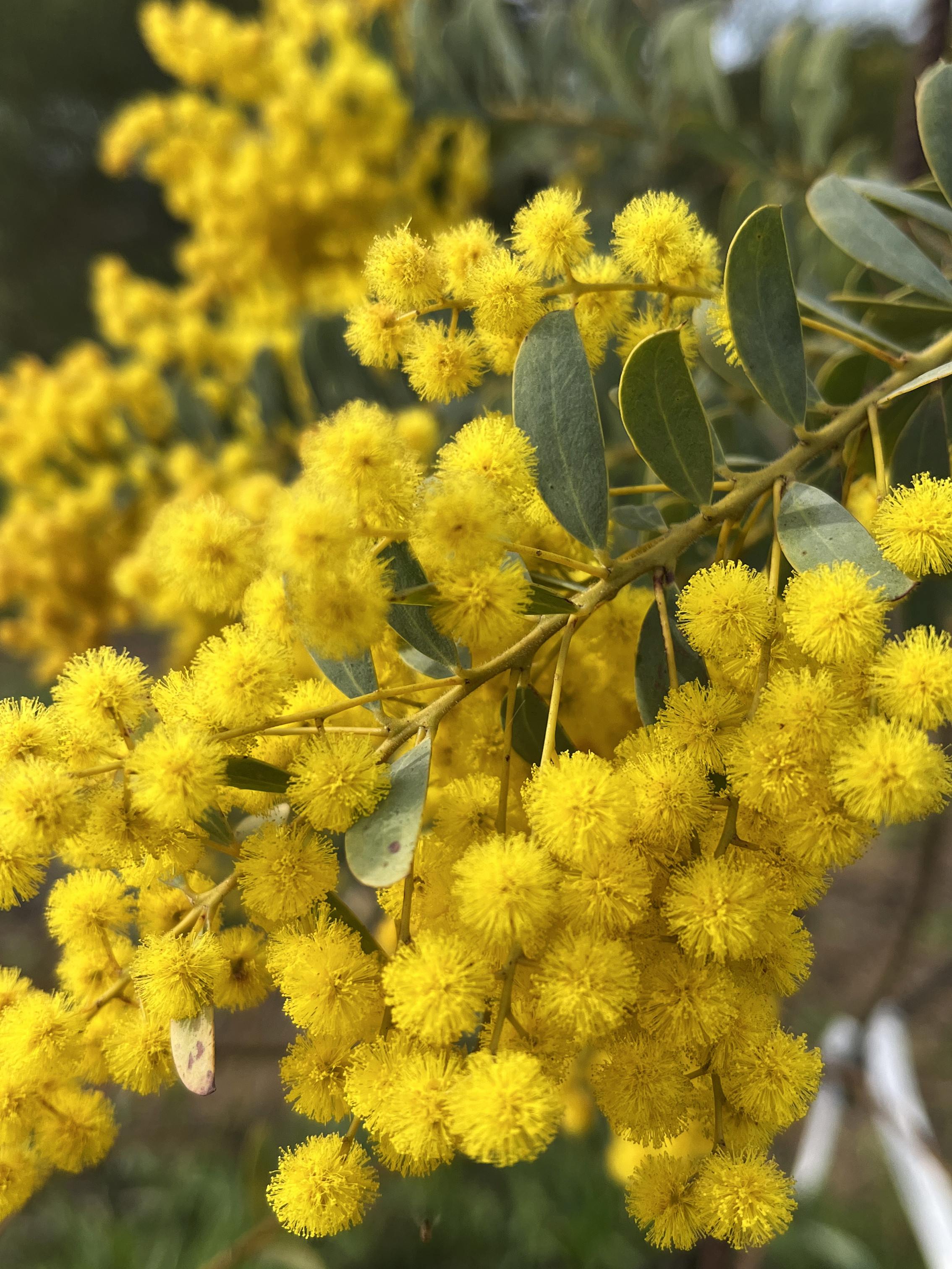 Acacia semilunata