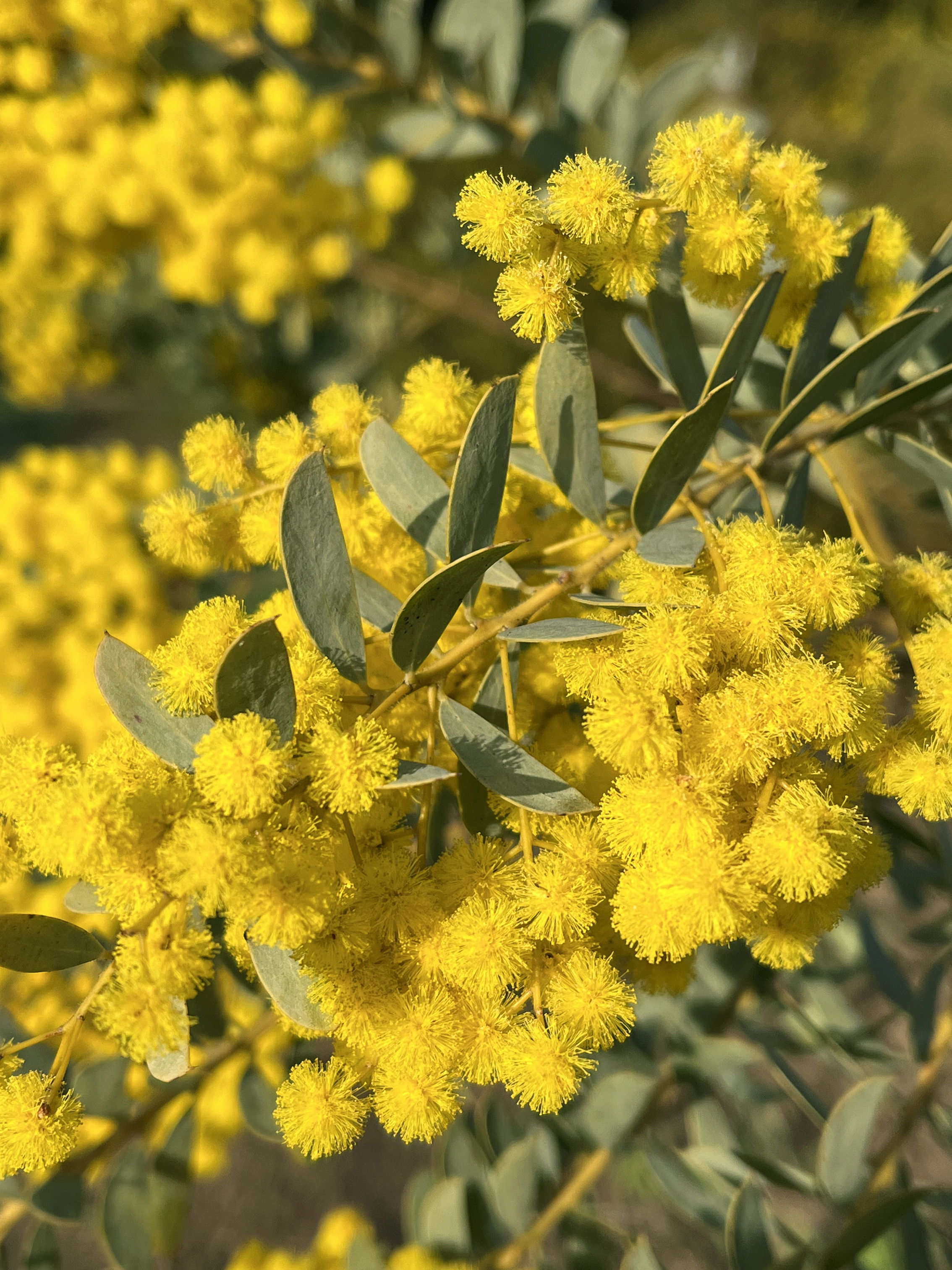 Acacia semilunata