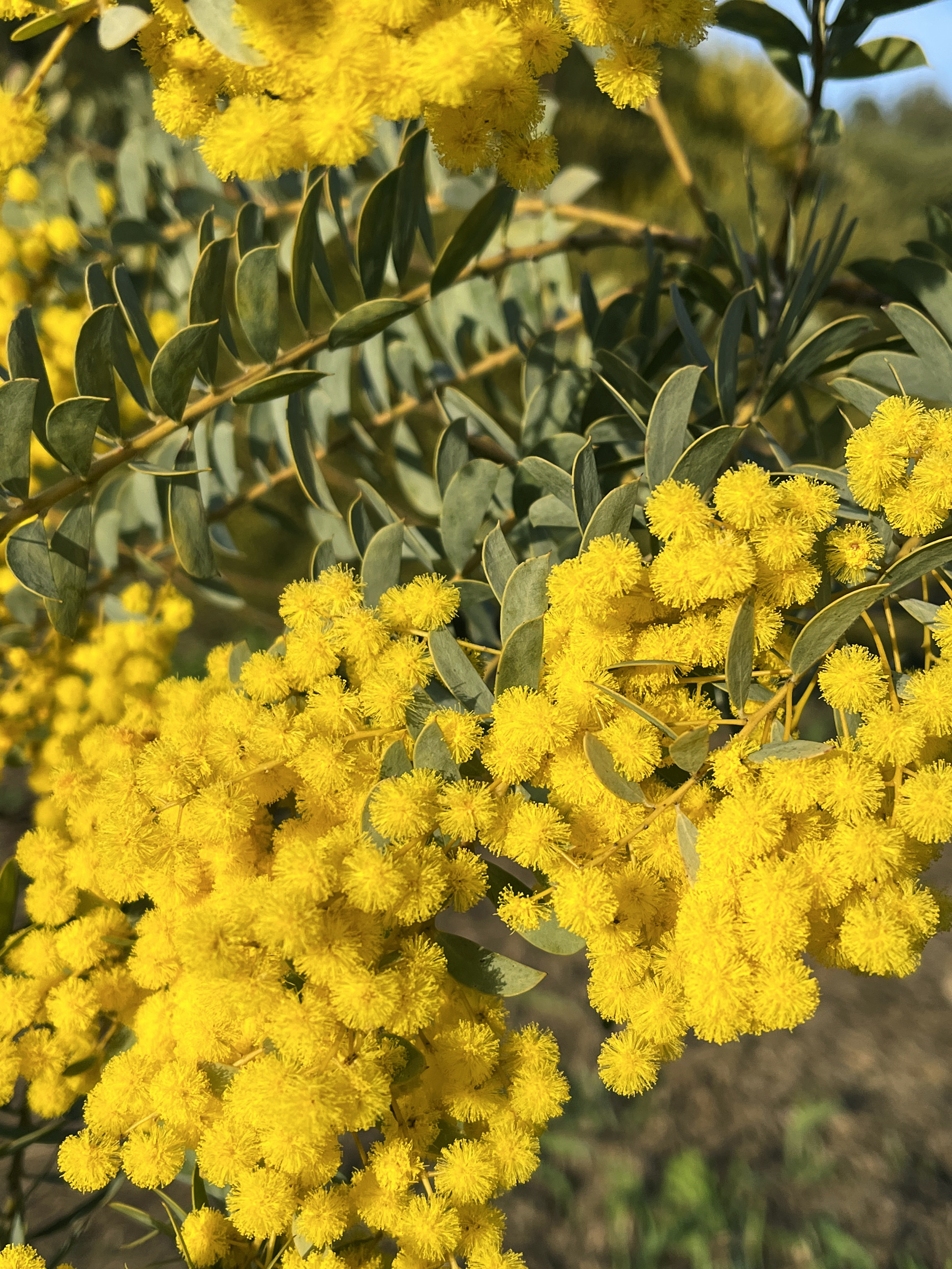 Acacia semilunata