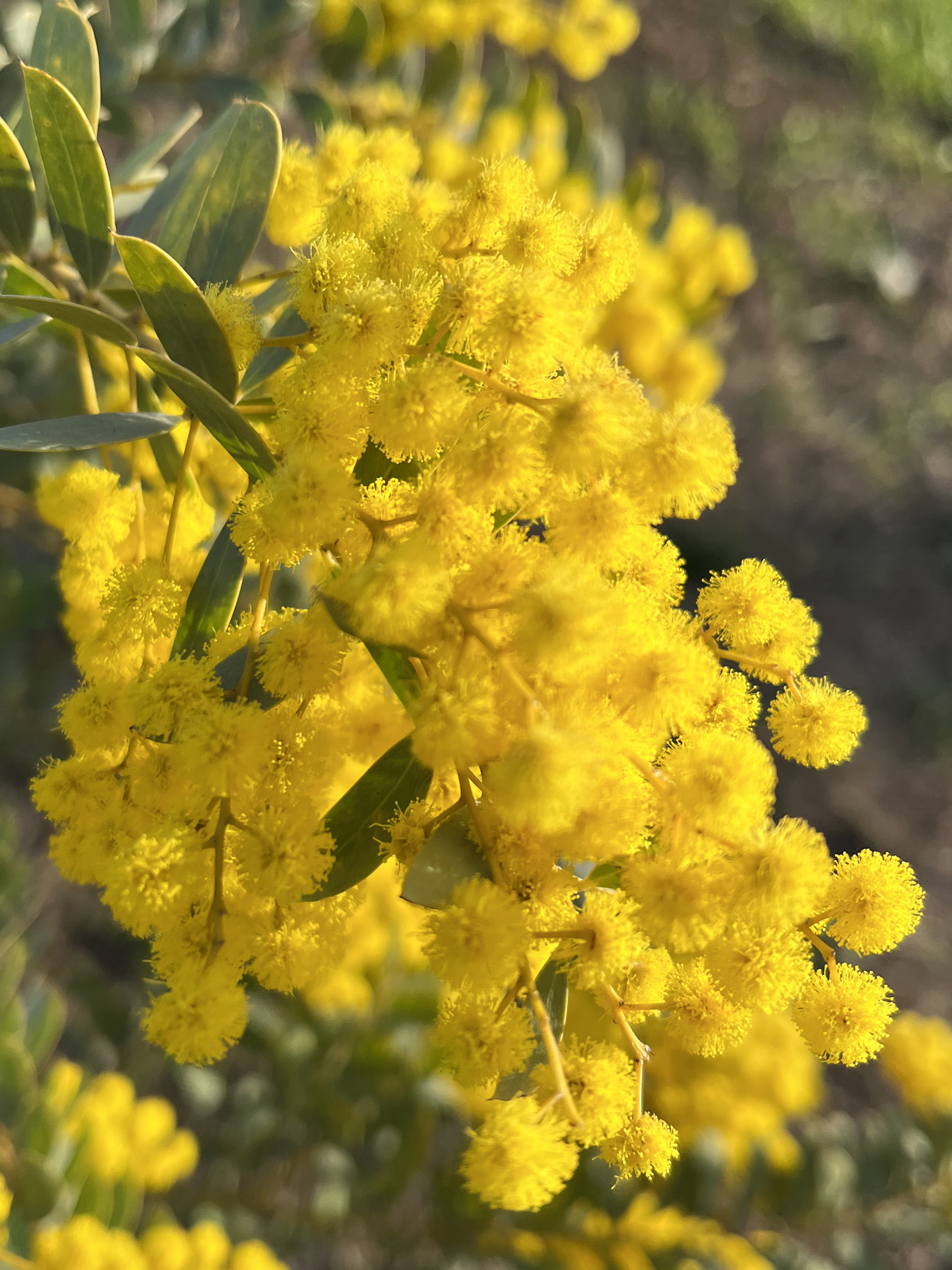 Acacia semilunata