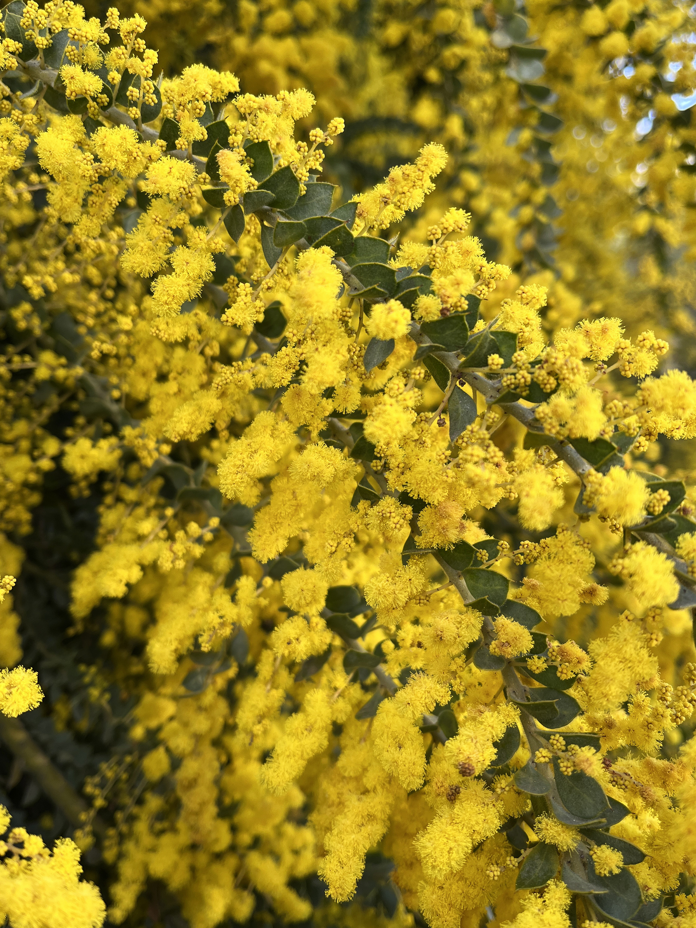 Acacia vestita 'Sainte-Hélène'