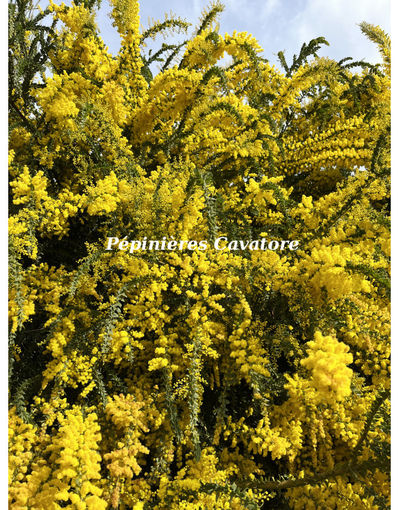 Acacia vestita 'Sainte-Hélène'