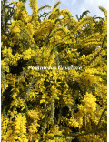 Acacia vestita 'Sainte-Hélène'