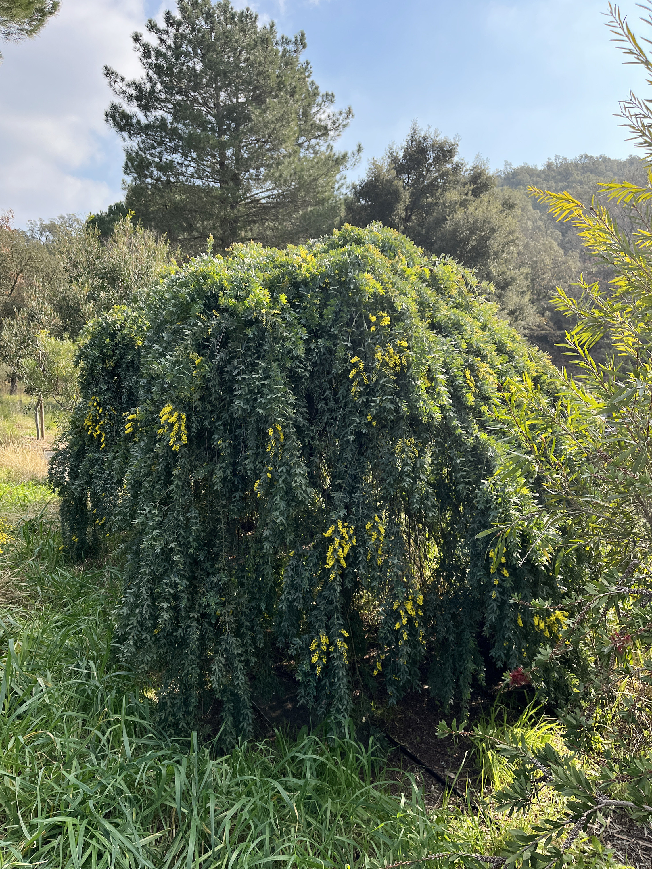 Acacia baileyana 'Prostrate' 1/2 tige