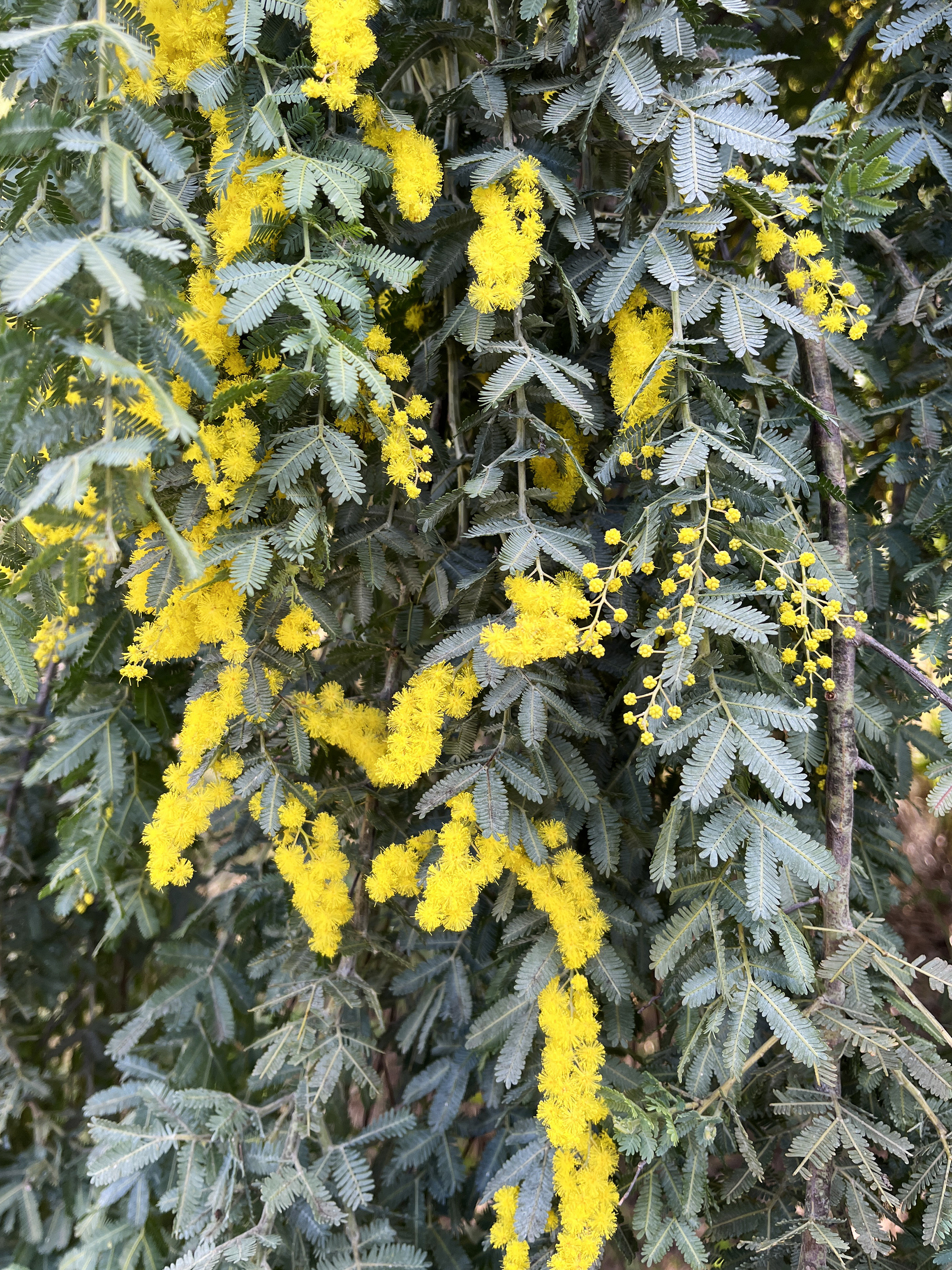 Acacia baileyana 'Prostrate' 1/2 tige