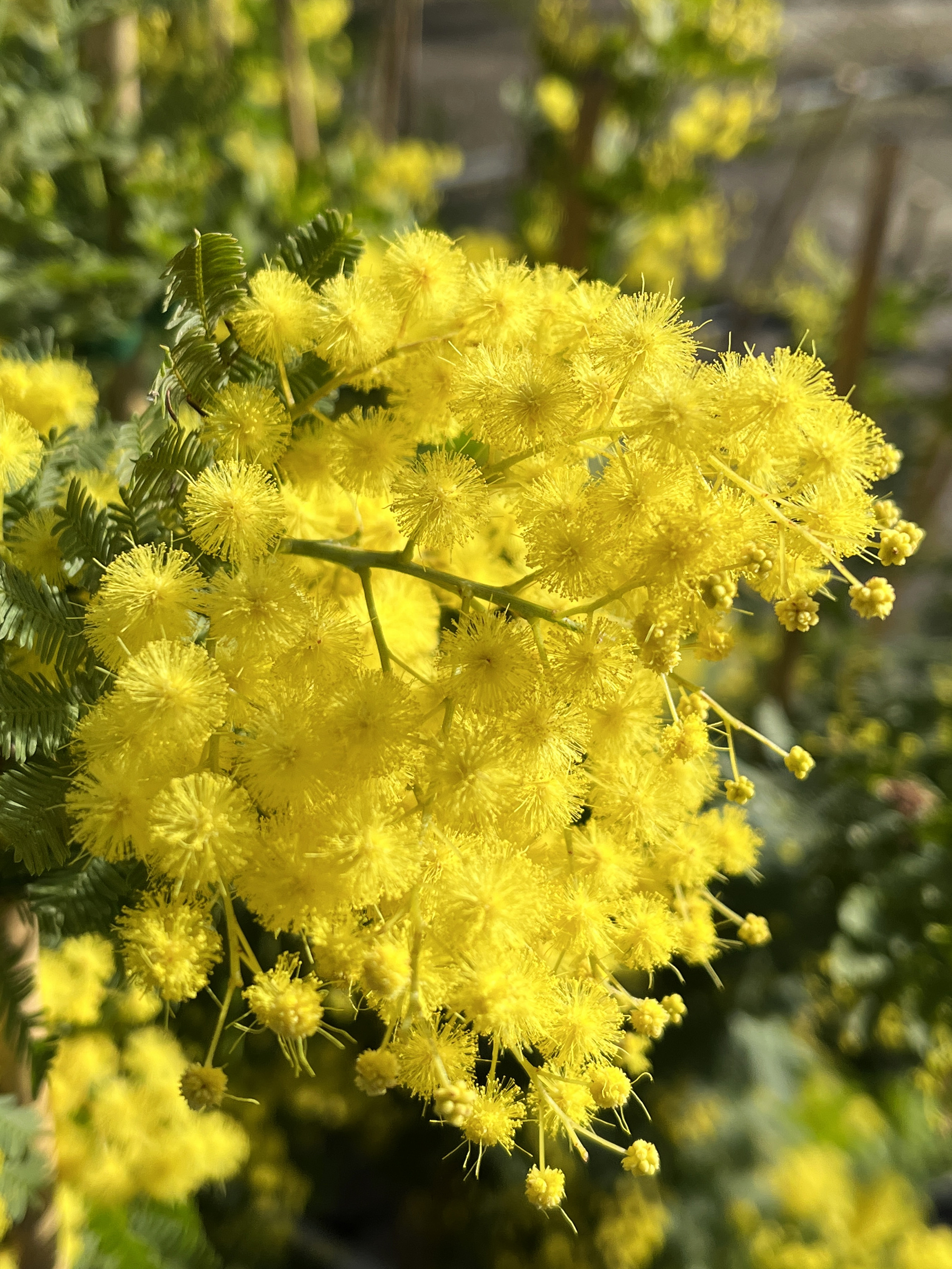 Acacia baileyana 'Maréchal Joffre'