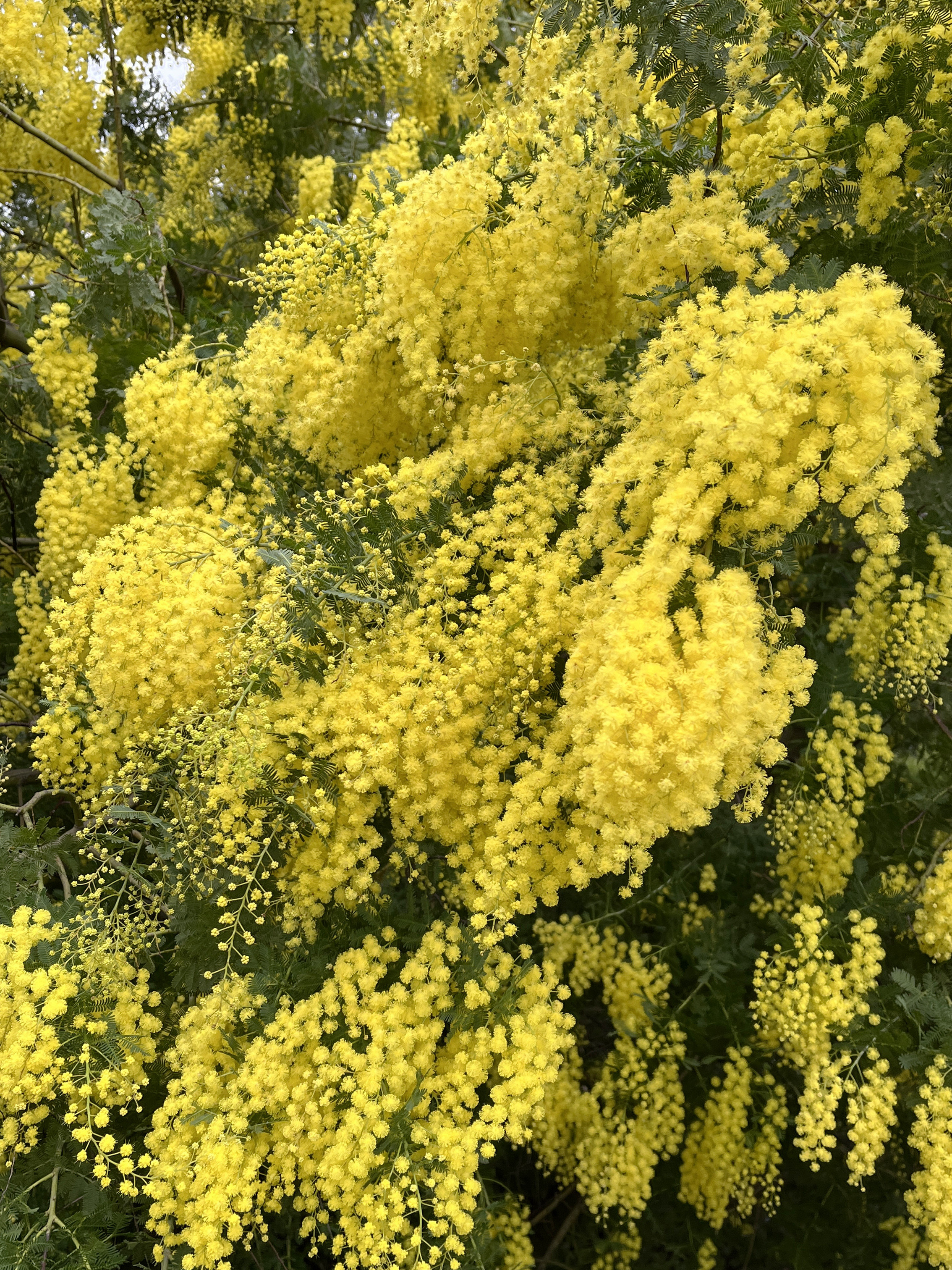 Acacia baileyana 'Maréchal Joffre'