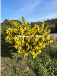 Acacia decurrens 'Bon Accueil'