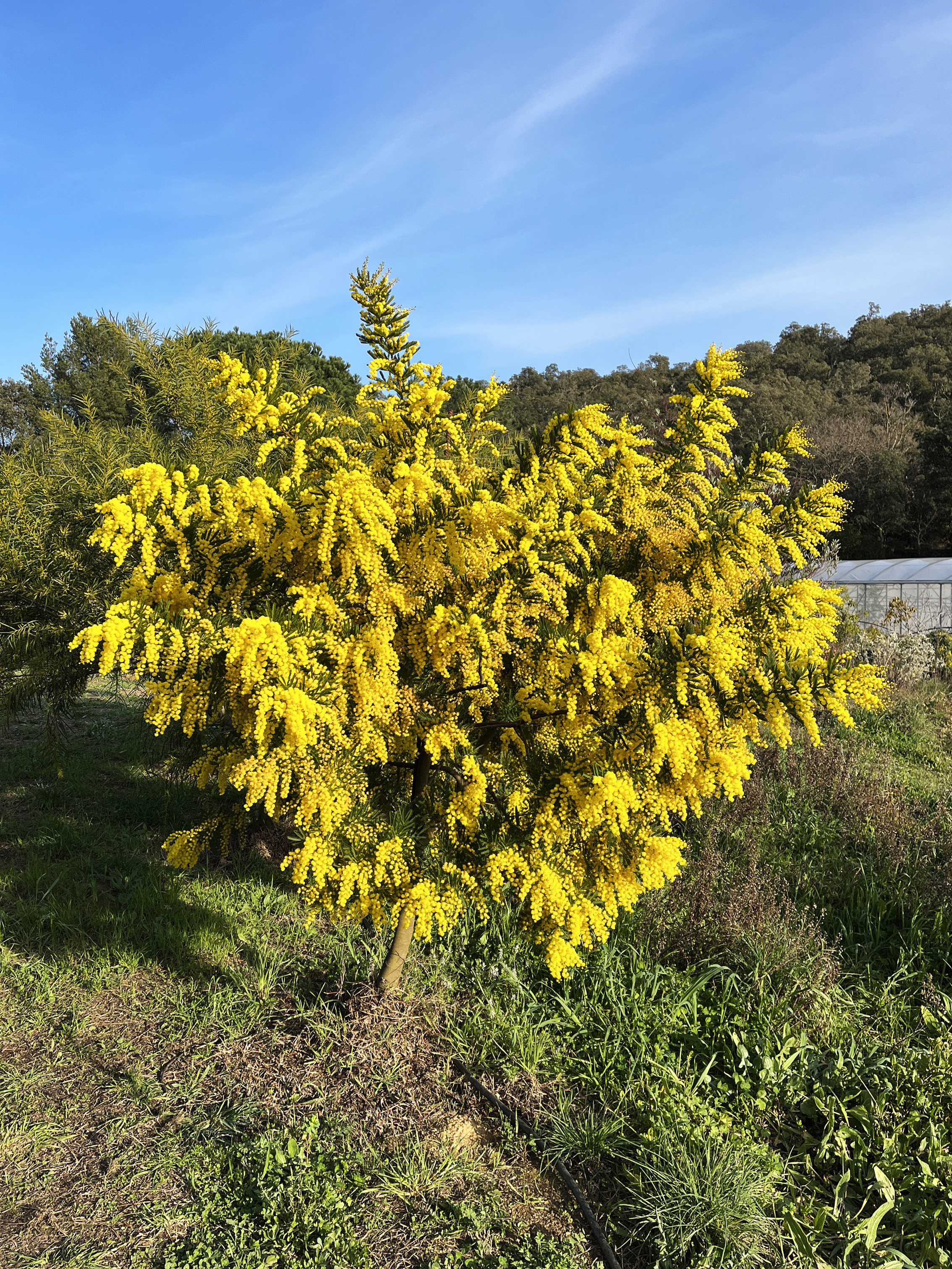 Acacia decurrens 'Bon Accueil'