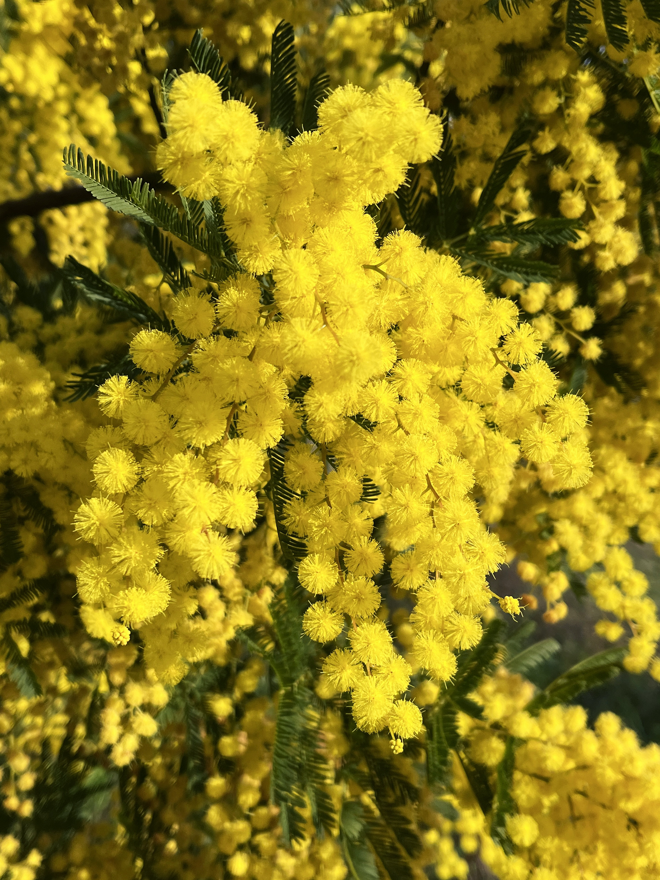 Acacia decurrens 'Bon Accueil'