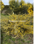 Acacia consobrina