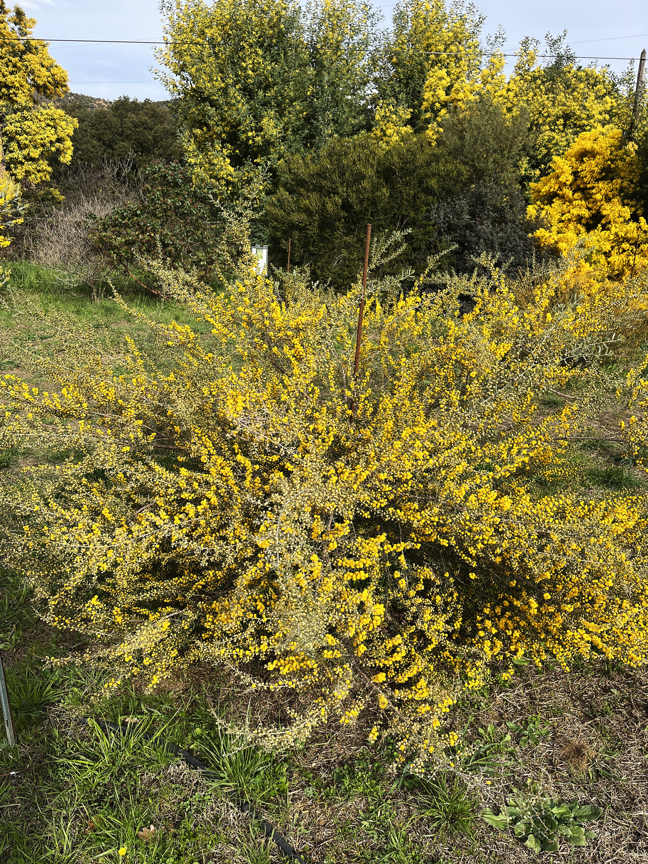 Acacia consobrina