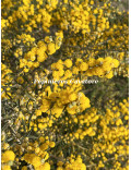 Acacia consobrina