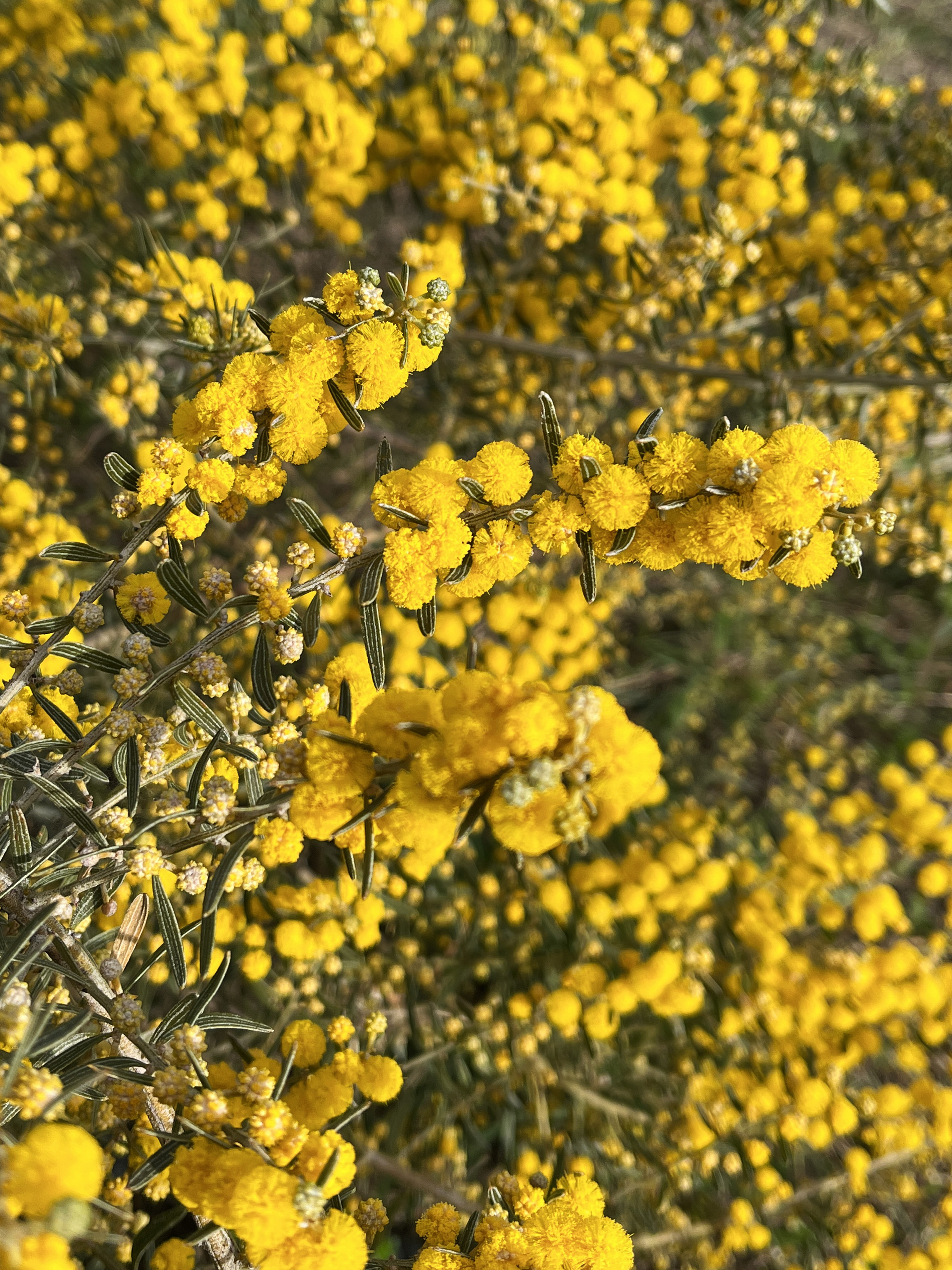 Acacia consobrina