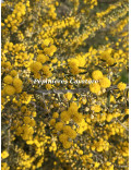 Acacia consobrina
