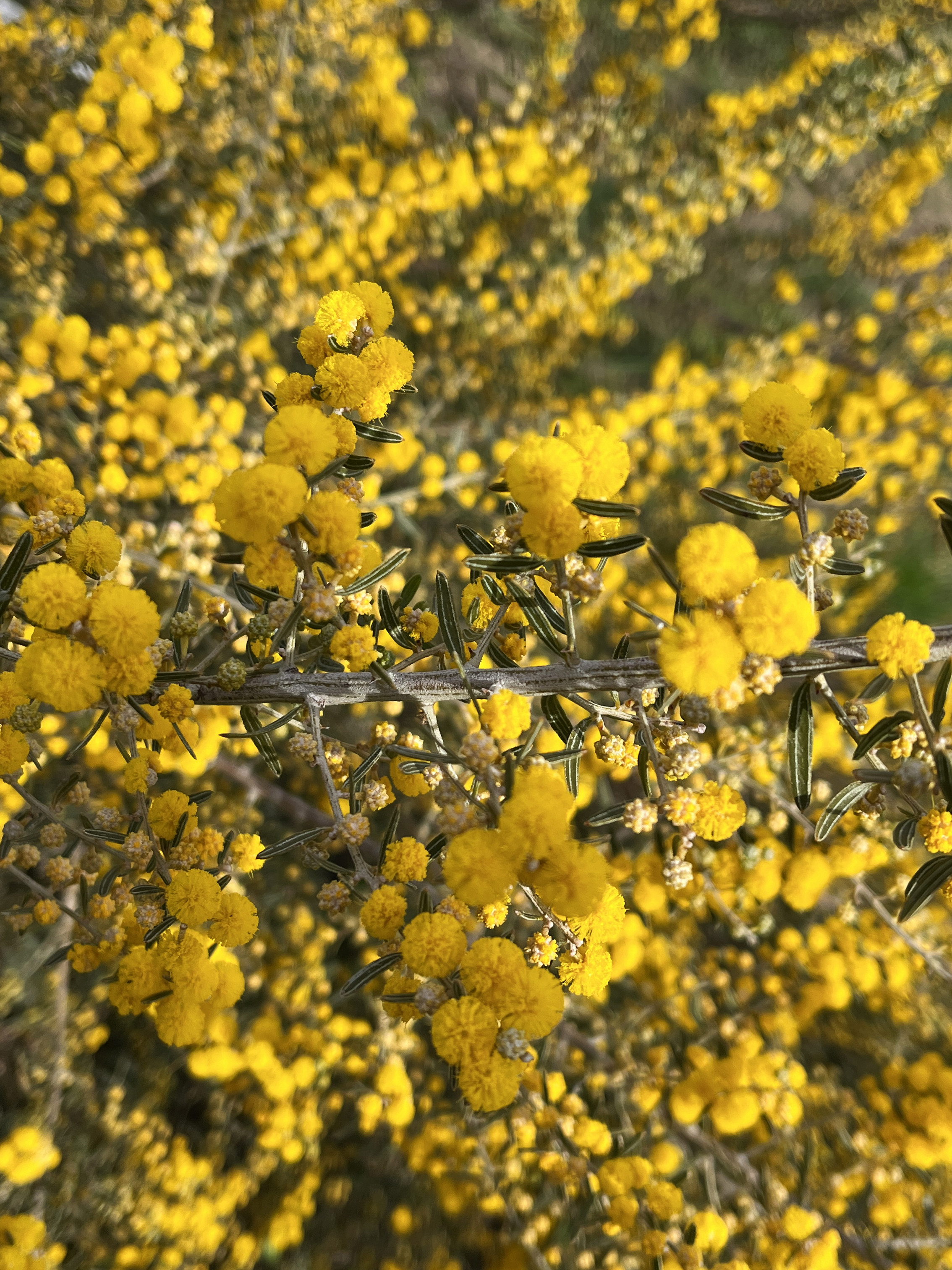 Acacia consobrina