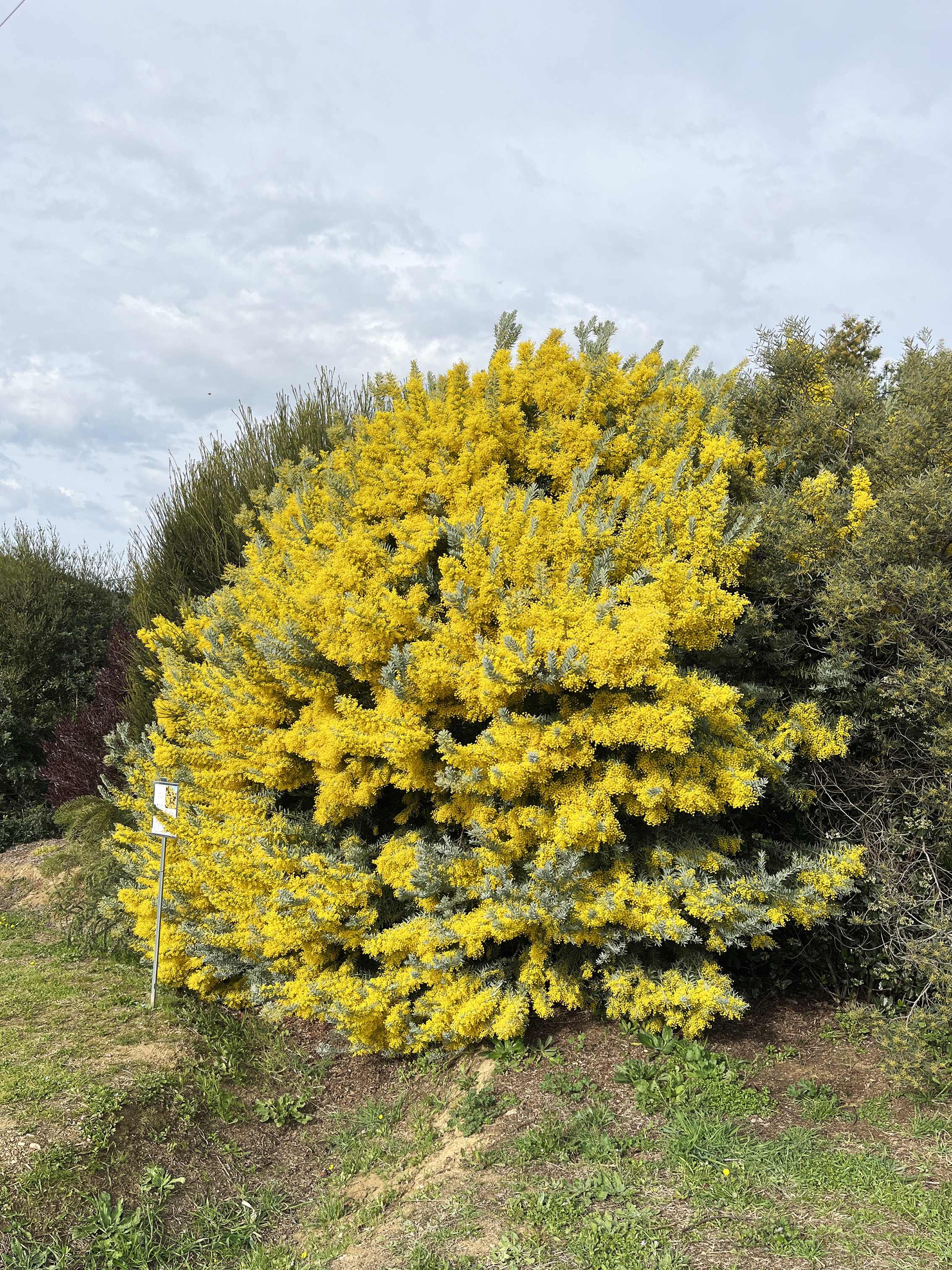 Acacia covenyi