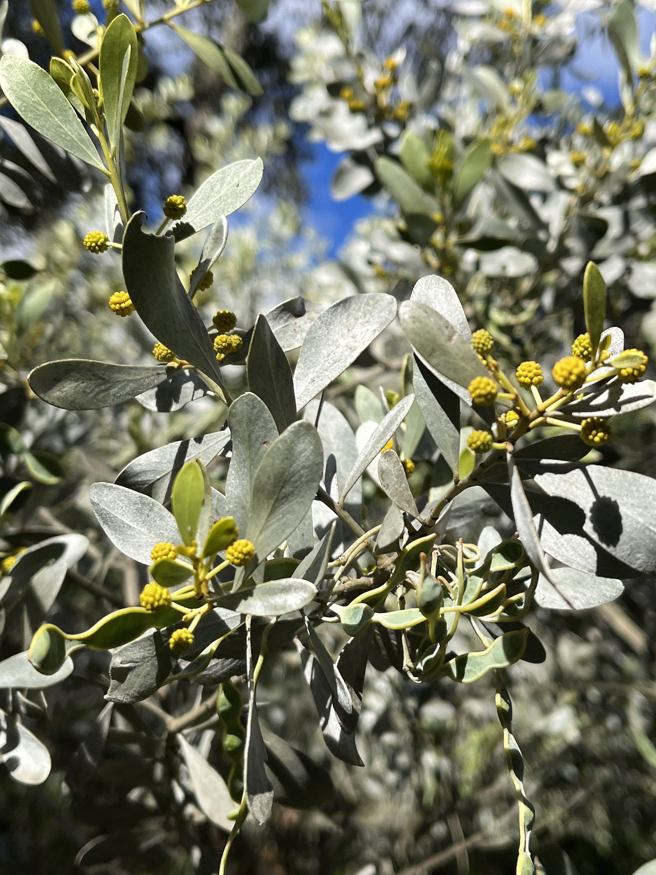 Acacia argyrophylla