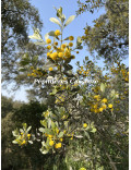 Acacia argyrophylla