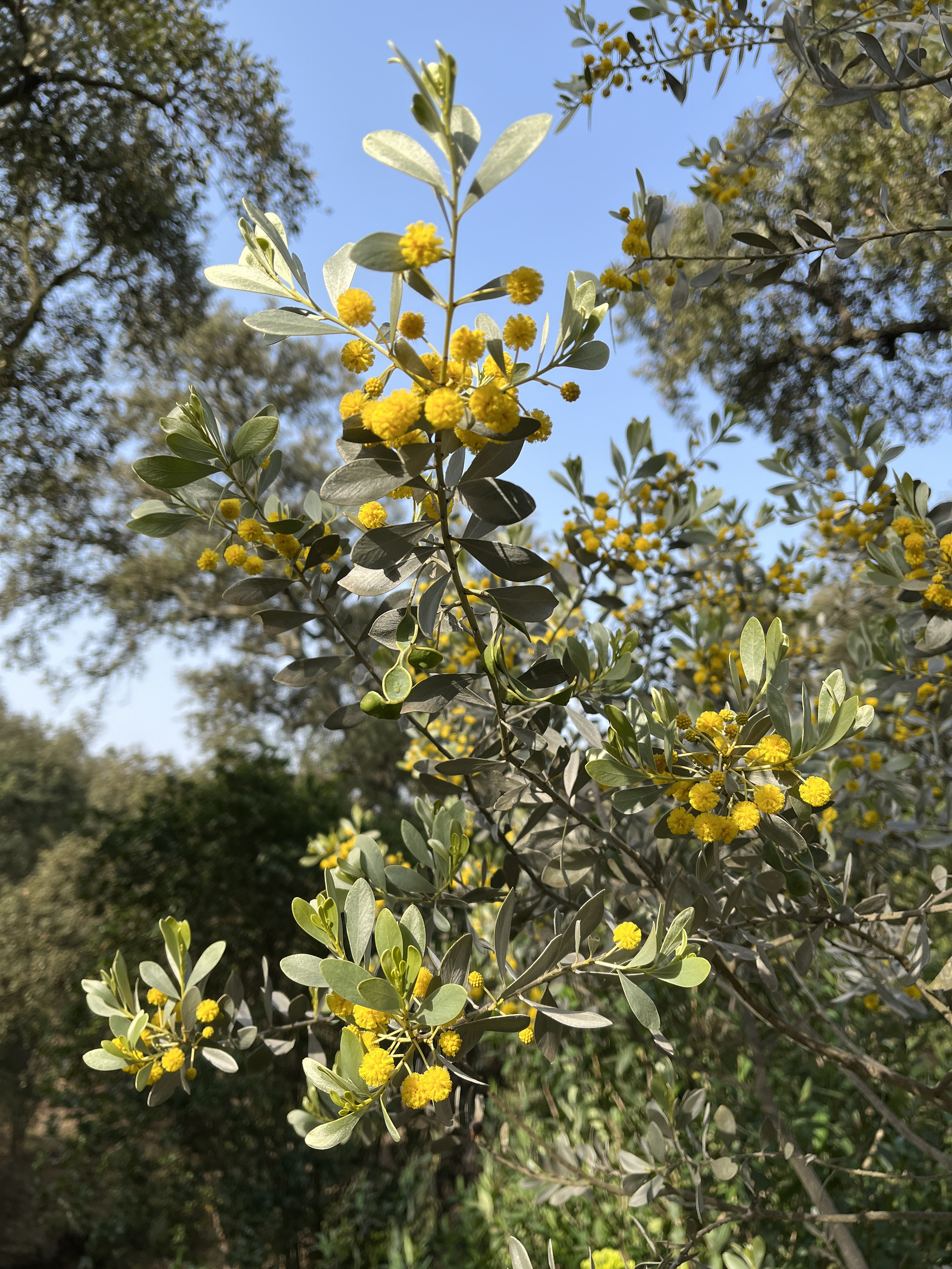 Acacia argyrophylla