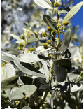 Acacia argyrophylla