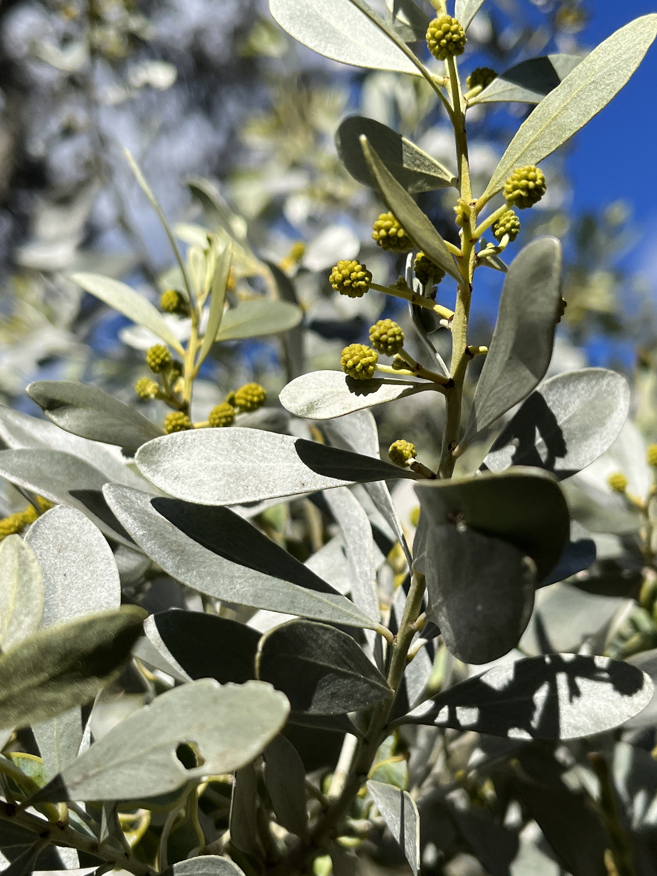 Acacia argyrophylla