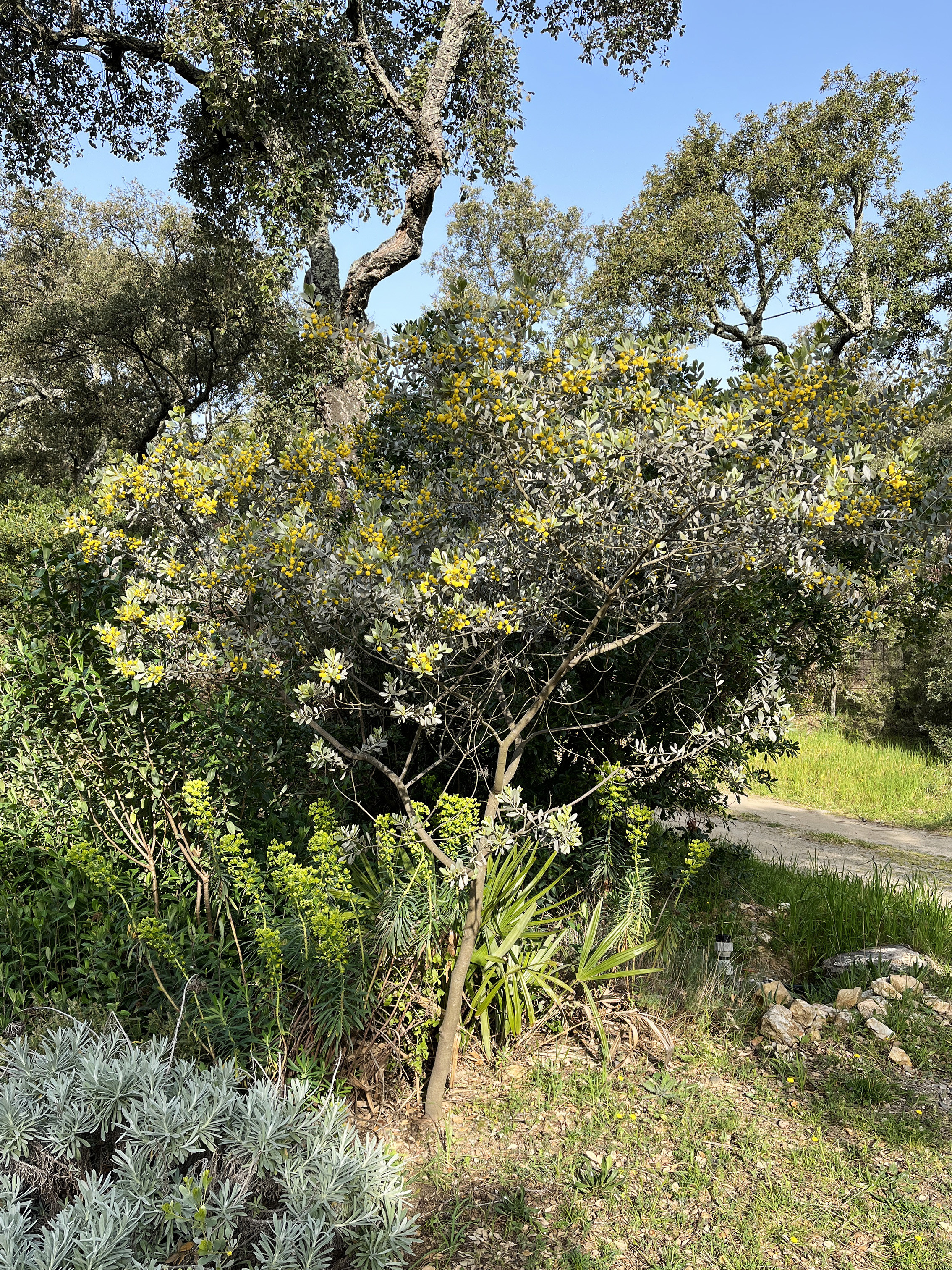 Acacia argyrophylla