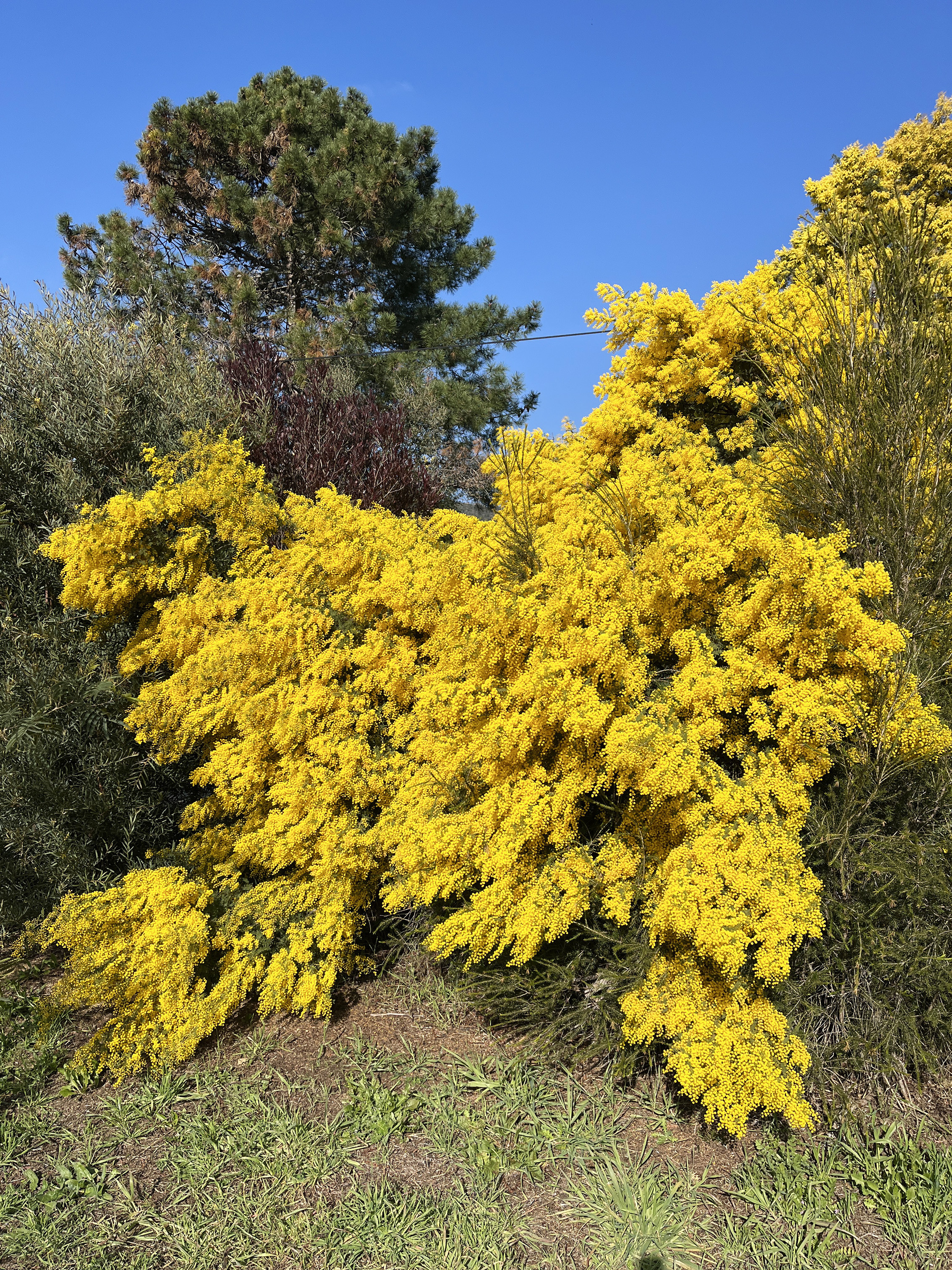 Acacia cardiophylla