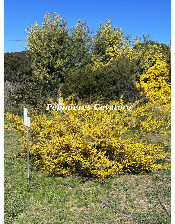 Acacia consobrina