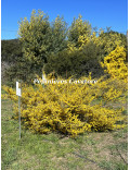 Acacia consobrina