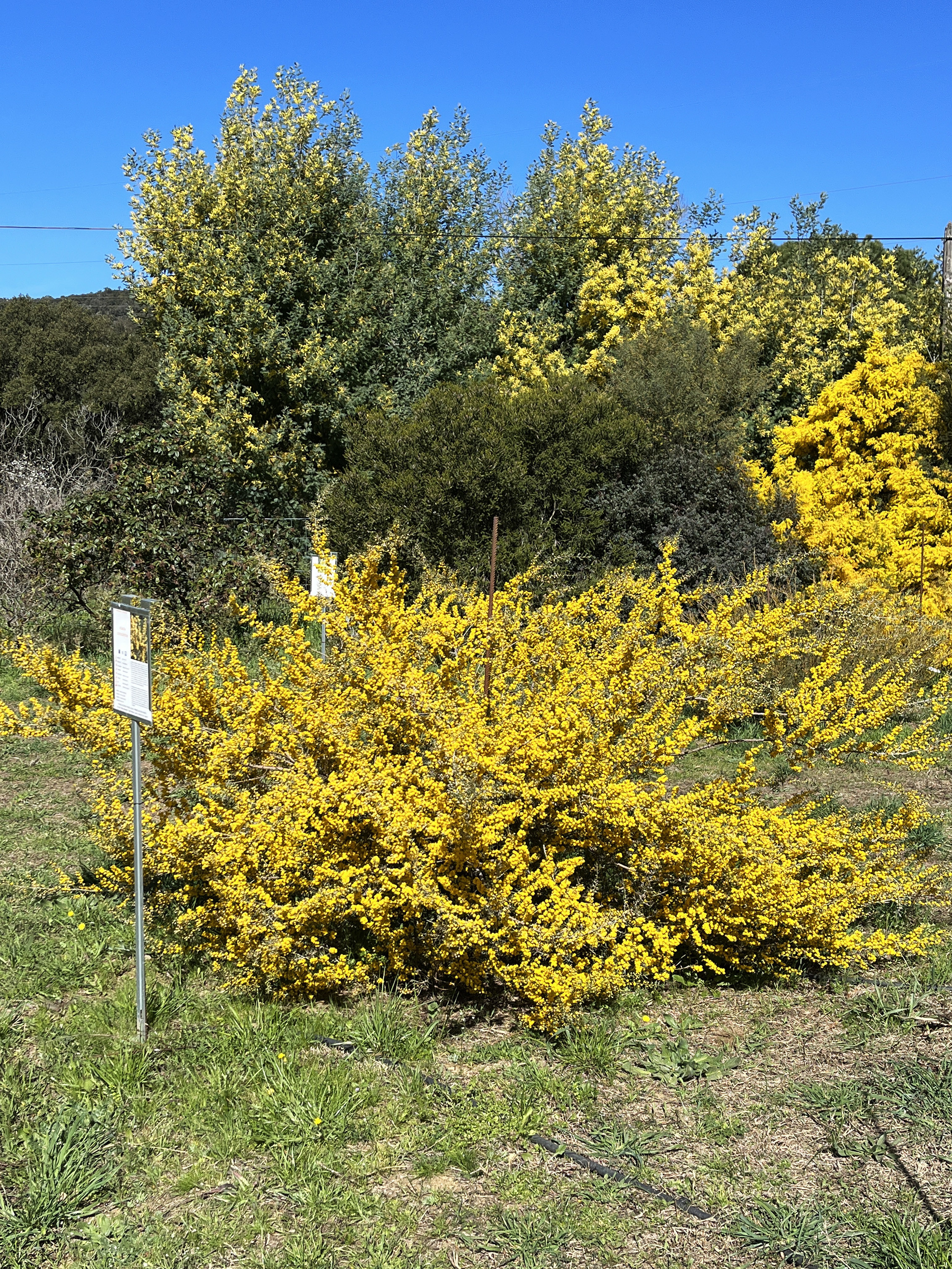 Acacia consobrina
