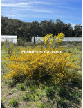 Acacia consobrina