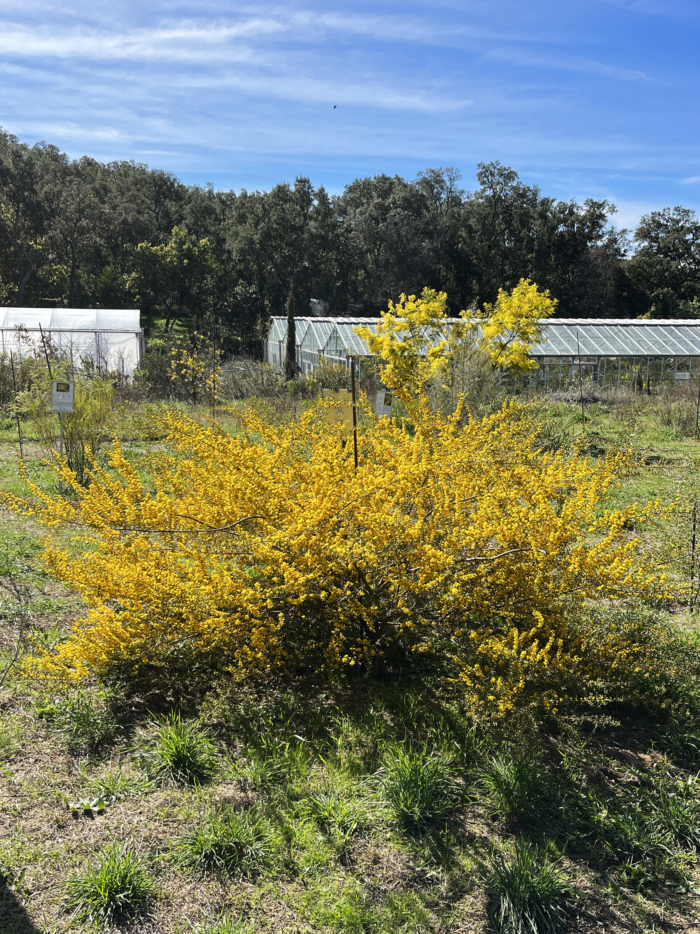 Acacia consobrina