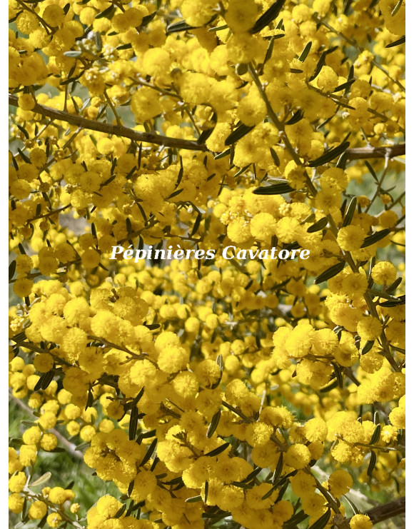 Acacia consobrina