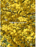 Acacia consobrina