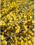 Acacia consobrina