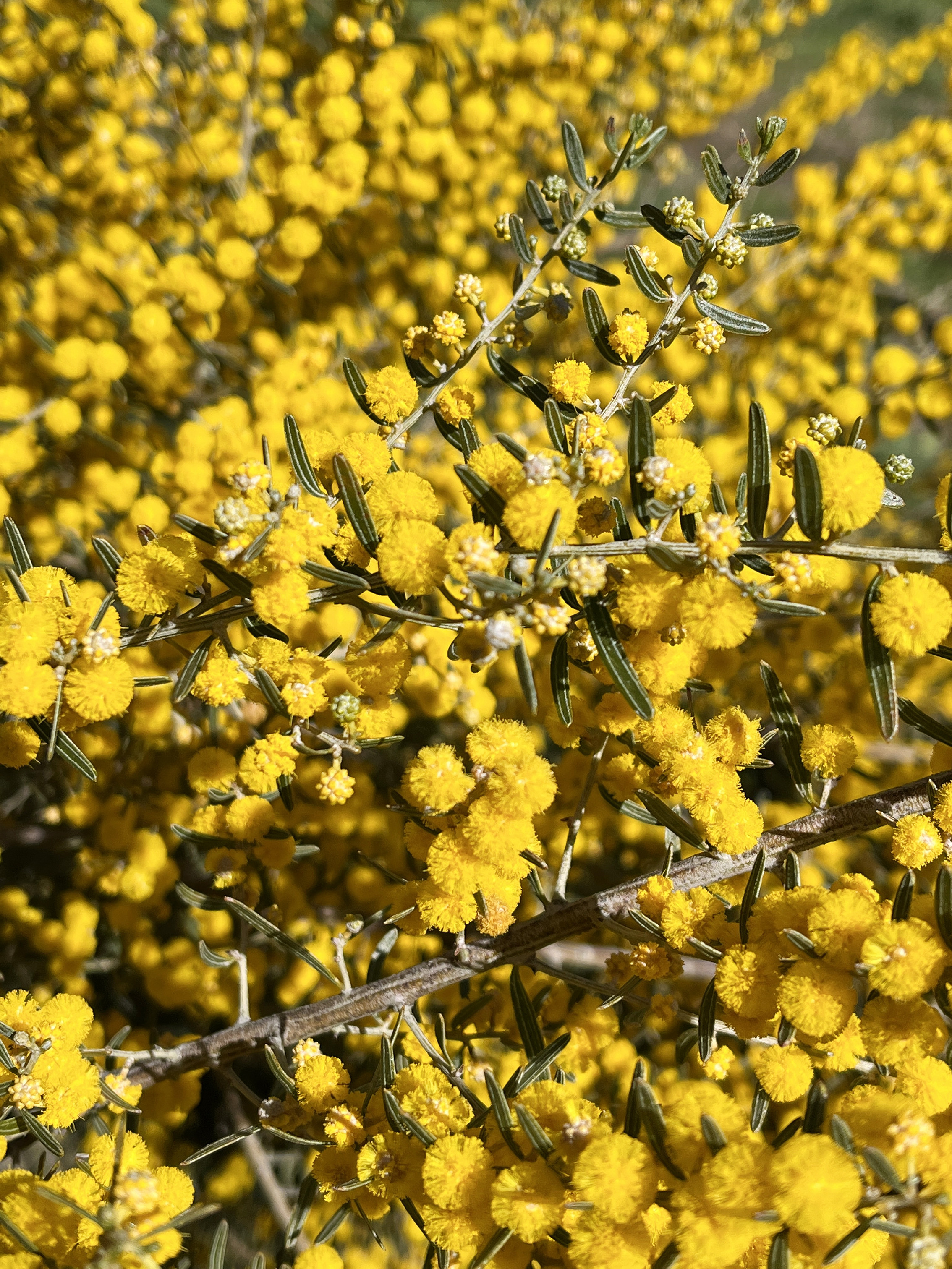Acacia consobrina