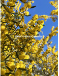 Acacia consobrina