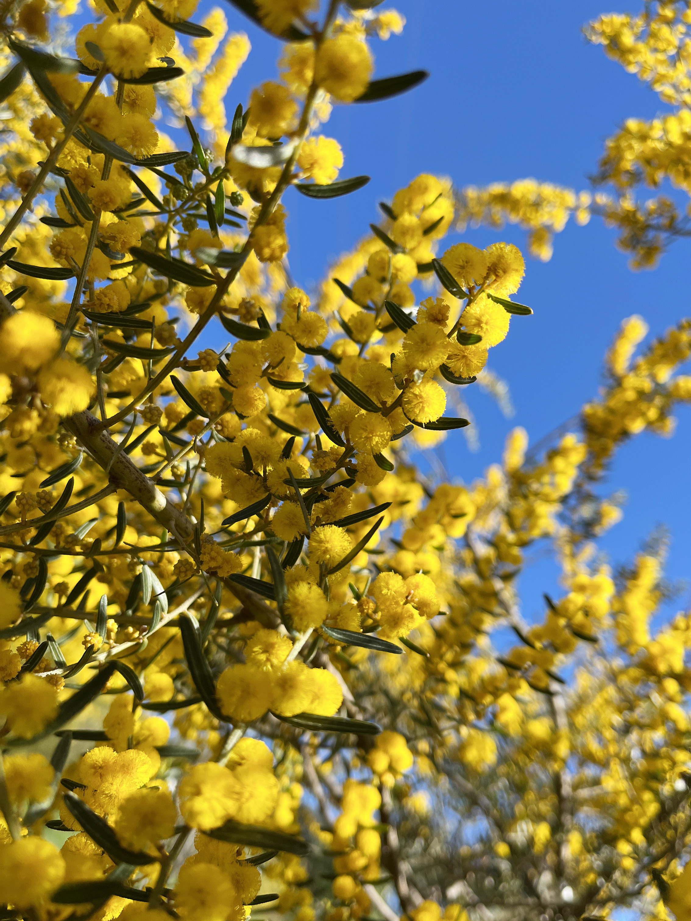 Acacia consobrina