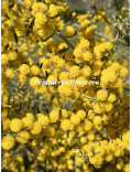 Acacia consobrina